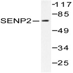 SENP2 (L512) pAb