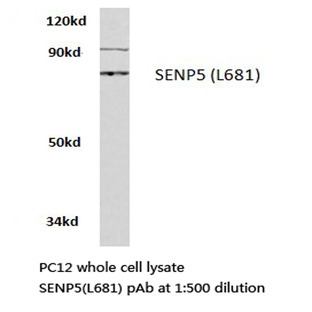 SENP5 (L681) pAb