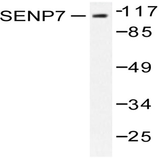 SENP7 (R957) pAb