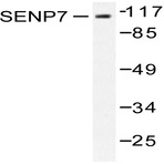 SENP7 (R957) pAb