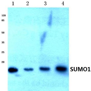 SUMO1 (S2) pAb