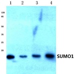 SUMO1 (S2) pAb