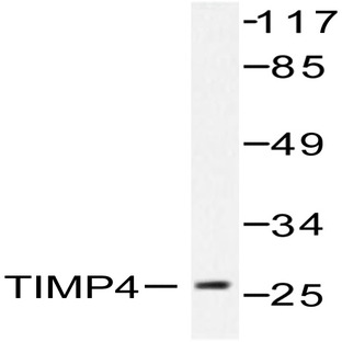 TIMP-4 (S206) pAb