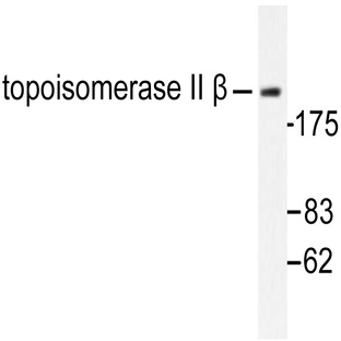 Topo II(beta) (A32) pAb