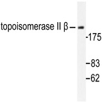 Topo II(beta) (A32) pAb