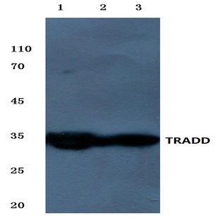 TRADD (L282) pAb