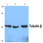 Tubulin (beta) (G434) pAb