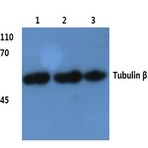 Tubulin (beta) (4D9) mAb