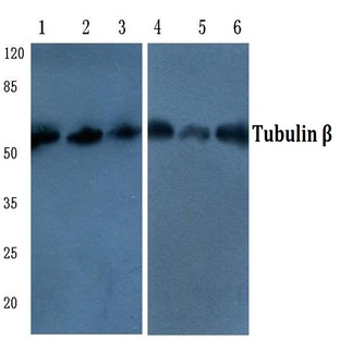 Tubulin (beta) (4D9) mAb-HRP