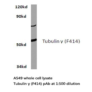 Tubulin (gamma) (F414) pAb