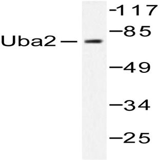 SAE2 (S621) pAb