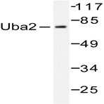 SAE2 (S621) pAb