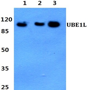 UBE1L (E996) pAb