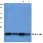 Ubiquitin (A46) pAb