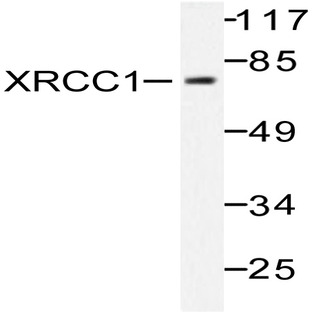 XRCC1 (G552) pAb