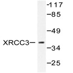 XRCC3 (Q67) pAb