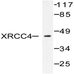 XRCC4 (N291) pAb