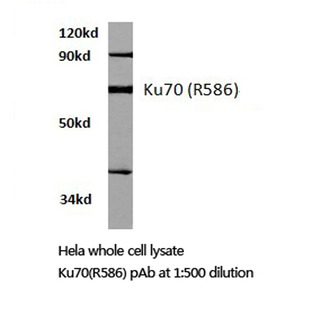 Ku-70 (R586) pAb