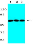 AKT1 (E242) pAb