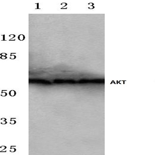 AKT (L321) pAb