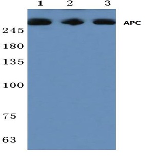 APC (K2050) pAb