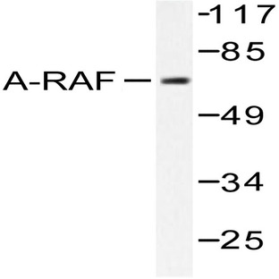 A-Raf (D297) pAb