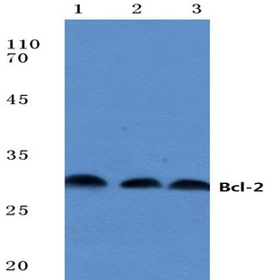 Bcl-2 (P65) pAb