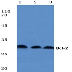 Bcl-2 (P65) pAb