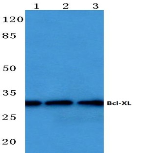 Bcl-X (S43) pAb