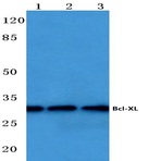 Bcl-X (S43) pAb