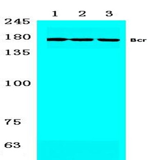 Bcr (S356) pAb