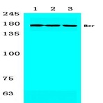 Bs1513_wb