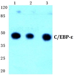 C/EBP-E (K70) pAb