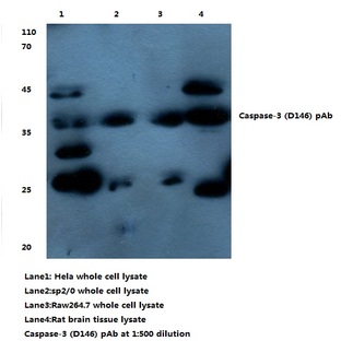 Caspase 3 (D146) pAb