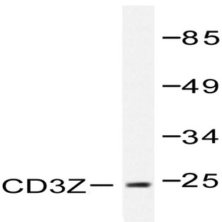 CD3 (zeta)(K36) pAb