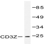 CD3 (zeta)(K36) pAb