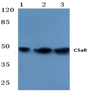 C5aR (S334) pAb