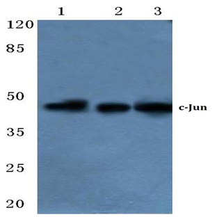 c-Jun (I245) pAb