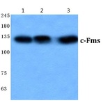 c-Fms (I803) pAb