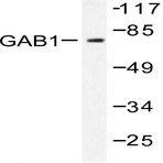 Bs1539_wb