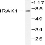 IRAK1 (T381) pAb