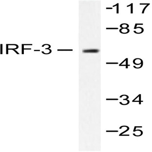 IRF-3 (A379) pAb