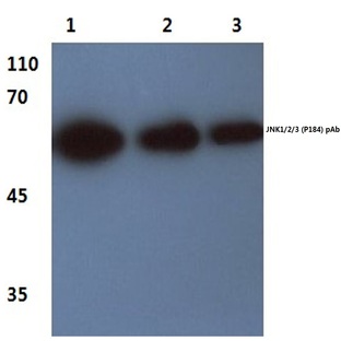 JNK1/2/3 (P184) pAb