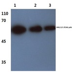 JNK1/2/3 (P184) pAb