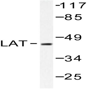 LAT (D199) pAb