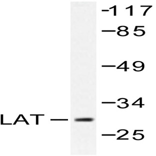 LAT (L185) pAb