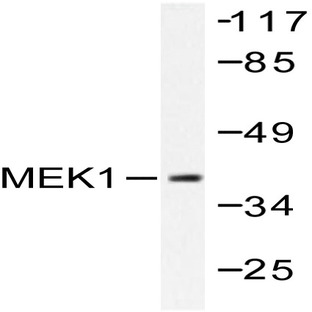 MEK1 (G281) pAb