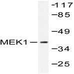 MEK1 (G281) pAb