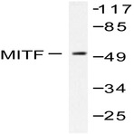 MITF (G174) pAb