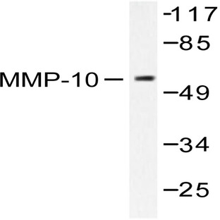 MMP-10 (I387) pAb